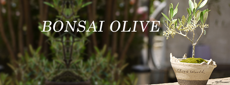 bonsai_olive15