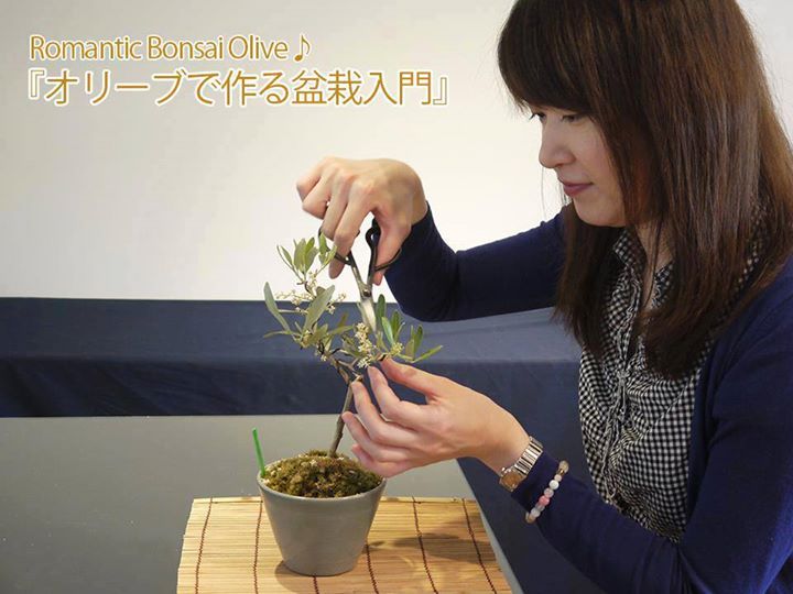 bonsai_olive5dec