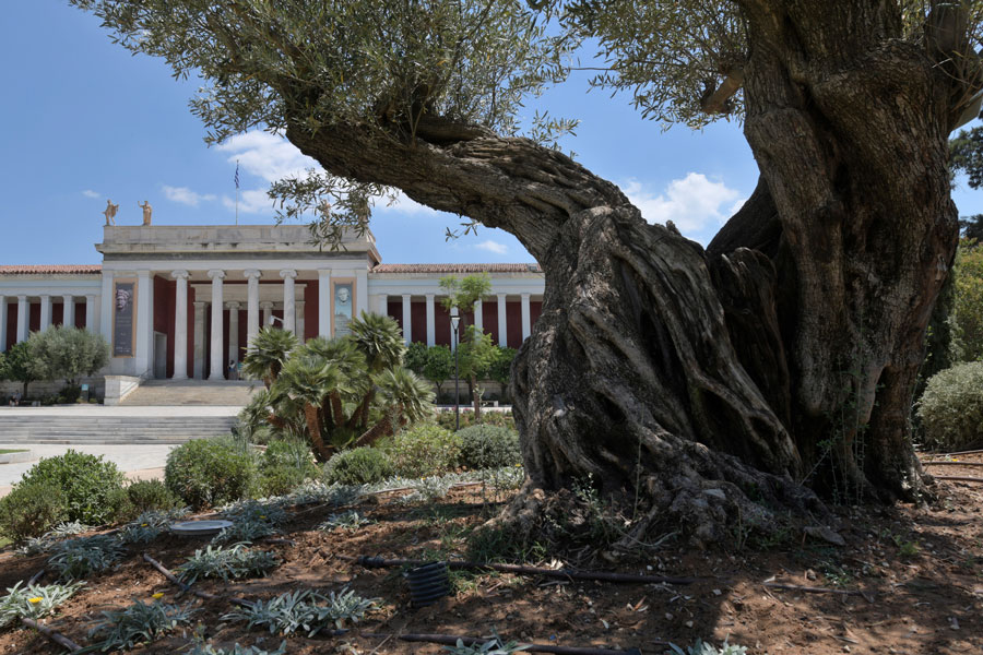 ギリシャ アテネ国立考古学博物館の庭園改修 日本企業の支援により実現 ギリシャ 日本ギリシャ 日本 ギリシャ アテネ国立考古学博物館の庭園改修 日本企業の支援により実現 ギリシャ 日本ギリシャ 日本