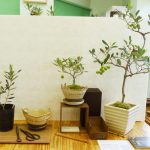 olive-bonsai2