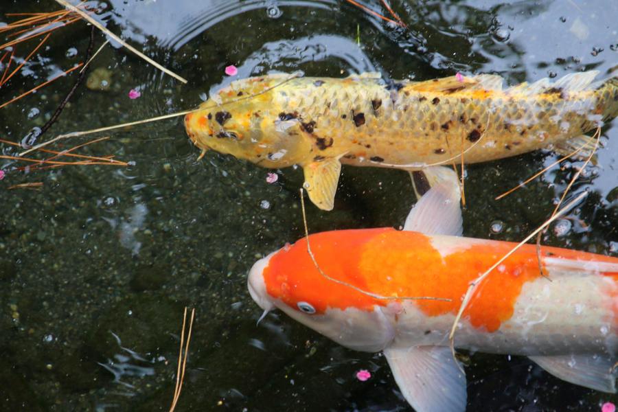 KOI